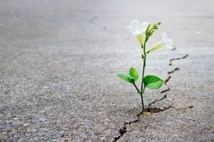 Diario de un Pastor ante el COVID-19. 15.4.2020